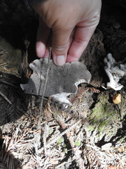 Hydnellum fuscoindicum