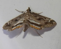 Parapoynx obscuralis