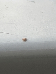 Menemerus semilimbatus