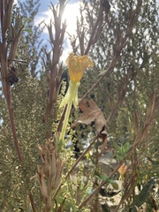 Oenothera elata hirsutissima