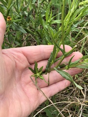 Senecio madagascariensis
