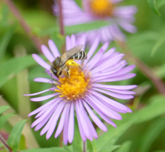 Colletes compactus