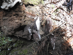 Hydnellum fuscoindicum