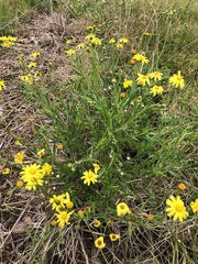 Senecio madagascariensis