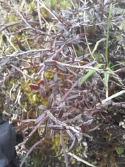 Gaultheria macrostigma