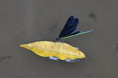 Atrocalopteryx atrata