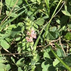 Odontites vulgaris
