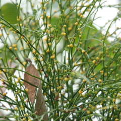 Psilotum nudum