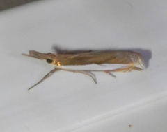 Crambus leachellus