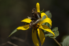 Noctuana lactifera