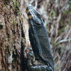 Varanus varius