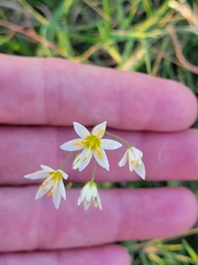 Nothoscordum bivalve