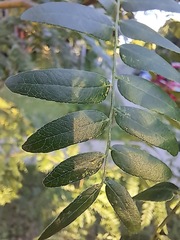 Gleditsia