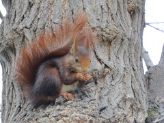 Sciurus vulgaris