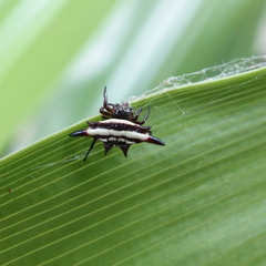 Gasteracantha fornicata