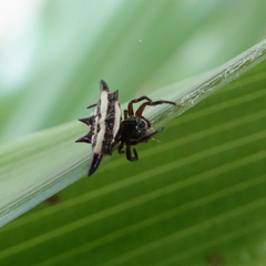Gasteracantha fornicata