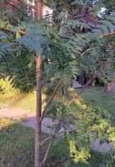 Gleditsia