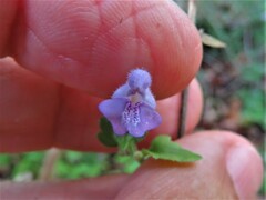 Scutellaria