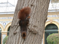 Sciurus vulgaris