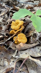 Cantharellus minor