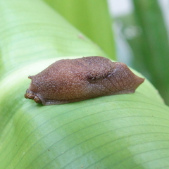 Parmacochlea furca