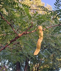 Gleditsia