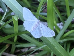 Idaea tacturata