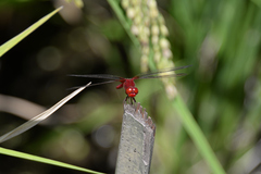 Crocothemis servilia mariannae