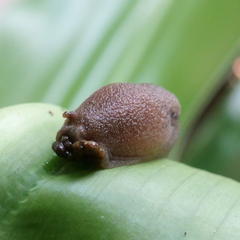 Parmacochlea furca