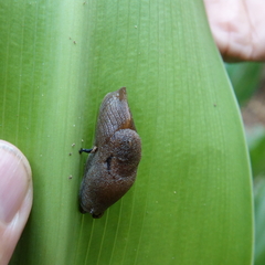 Parmacochlea furca