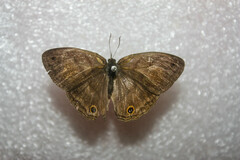 Cissia pseudoconfusa