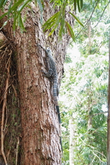 Varanus varius