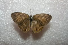 Cissia pseudoconfusa