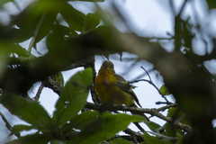Piranga bidentata