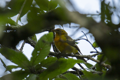 Piranga bidentata