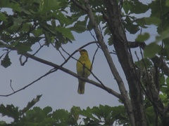 Oriolus chinensis