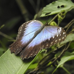 Morpho helenor montezuma