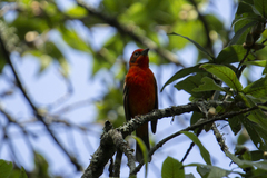 Piranga bidentata