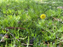 Cotula coronopifolia