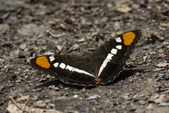 Adelpha eulalia