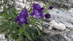 Penstemon stenophyllus