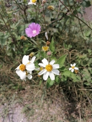 Bidens odorata