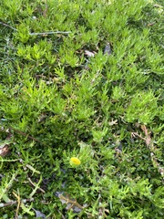 Cotula coronopifolia