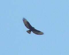 Buteo brachyurus