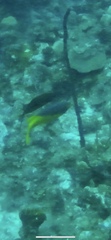 Bodianus rufus