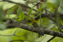 Taeniopoda tamaulipensis