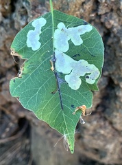 Cameraria guttifinitella
