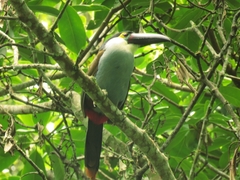 Andigena nigrirostris