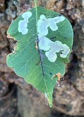 Cameraria guttifinitella