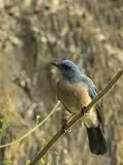 Aphelocoma wollweberi